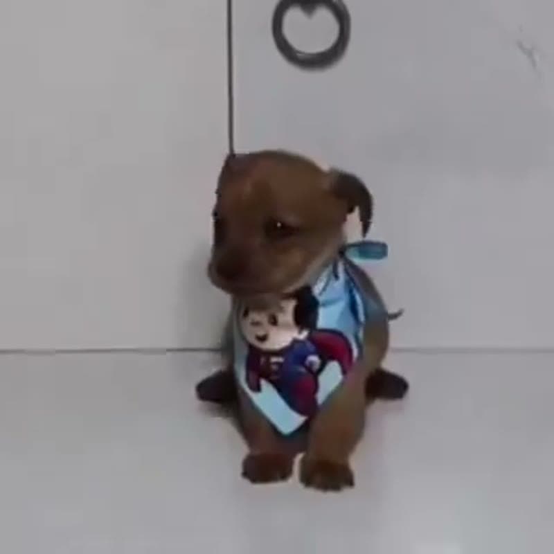Super puppy side-eye viral video example